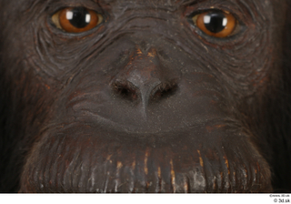 Chimpanzee Bonobo nose 0001.jpg